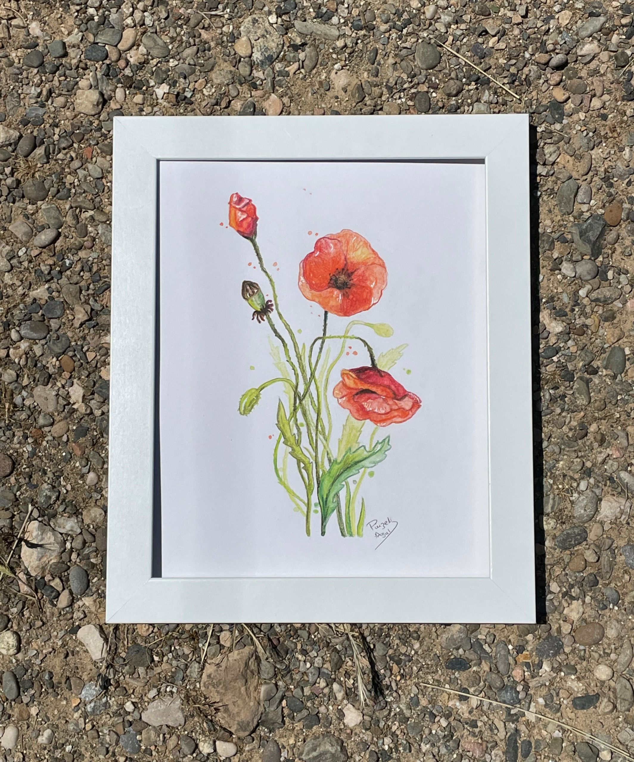 Amapolas