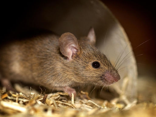 Les PFAS de remplacement sous surveillance scientifique