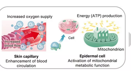 Skin: circulation boosts cellular energy