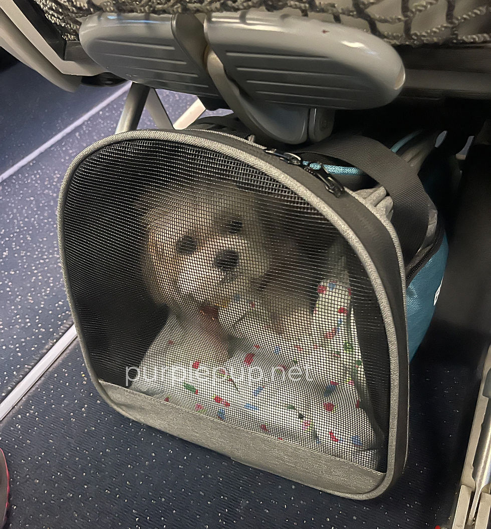 shih tzu on delta