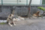 DSC03227.JPG
