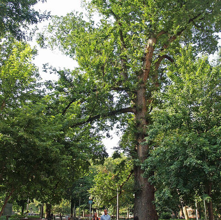 The Hanging Tree of Washington Square Park: History vs. Legend