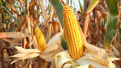 CornHarvest