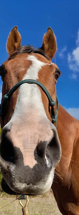 MacGyver therapy Albany