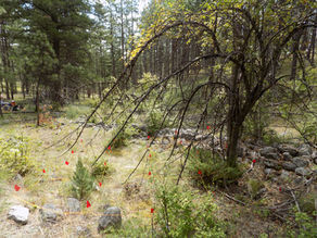 Wild apple tree looming over a historic skid road in a forest, with vegetation survey field equipment in the background and foreground. This historic apple likely was dispersed by historic loggers who discarded it during one of their lunches and is likely a heirloom apple from Montana first orchard community.