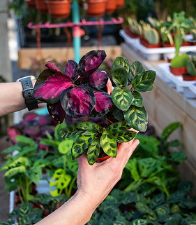 calathea