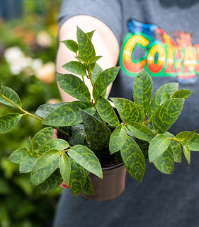 Black Pagoda Lipstick Plant_edited.jpg