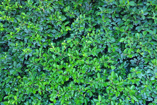 shutterstock_115937389_edited.jpg