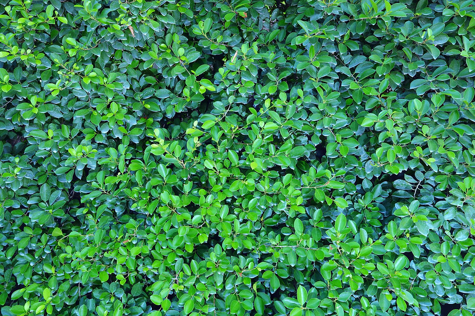shutterstock_115937389_edited.jpg