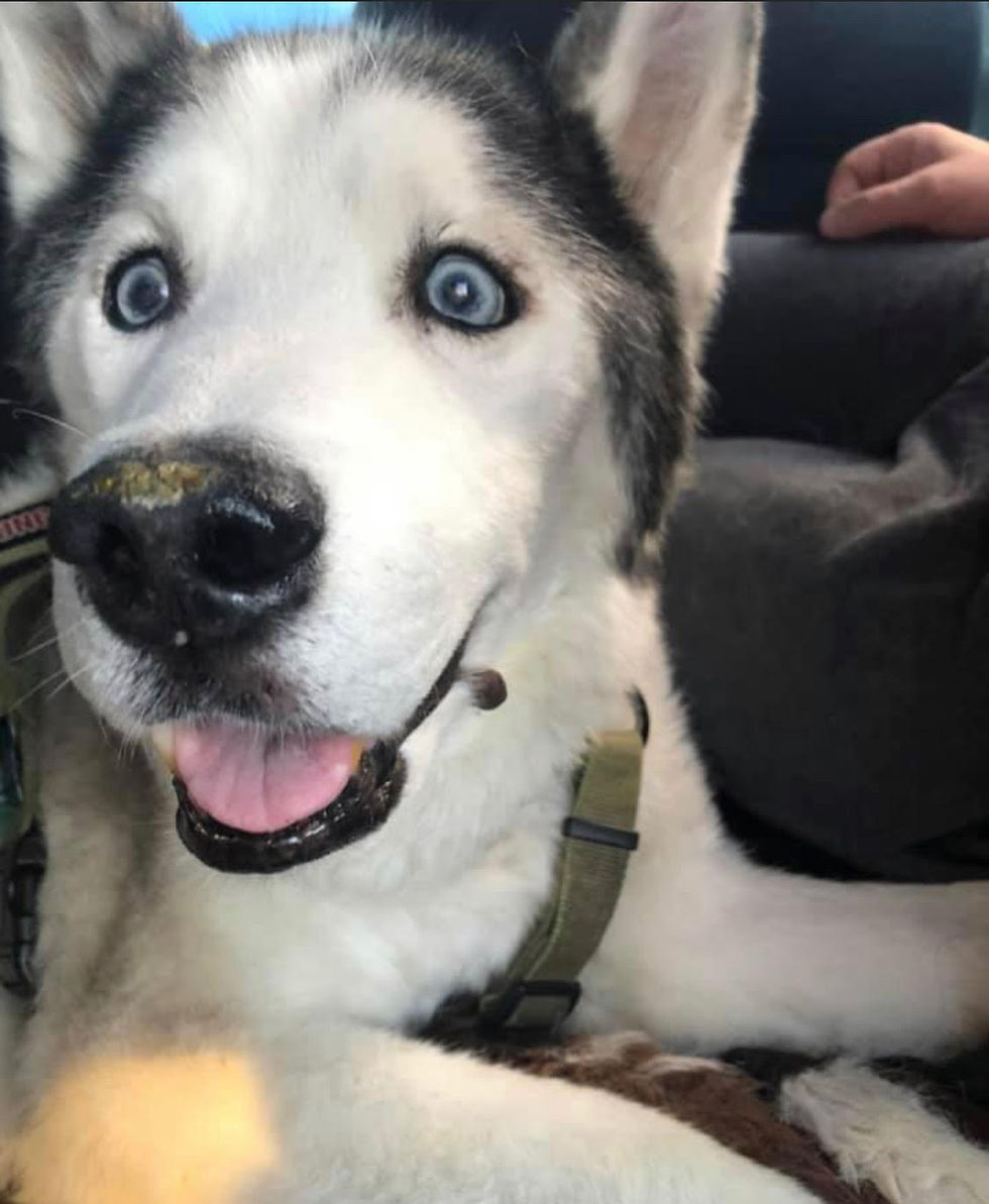 Thumbnail: The Levi - I'm Not Big, I'm A Little Husky