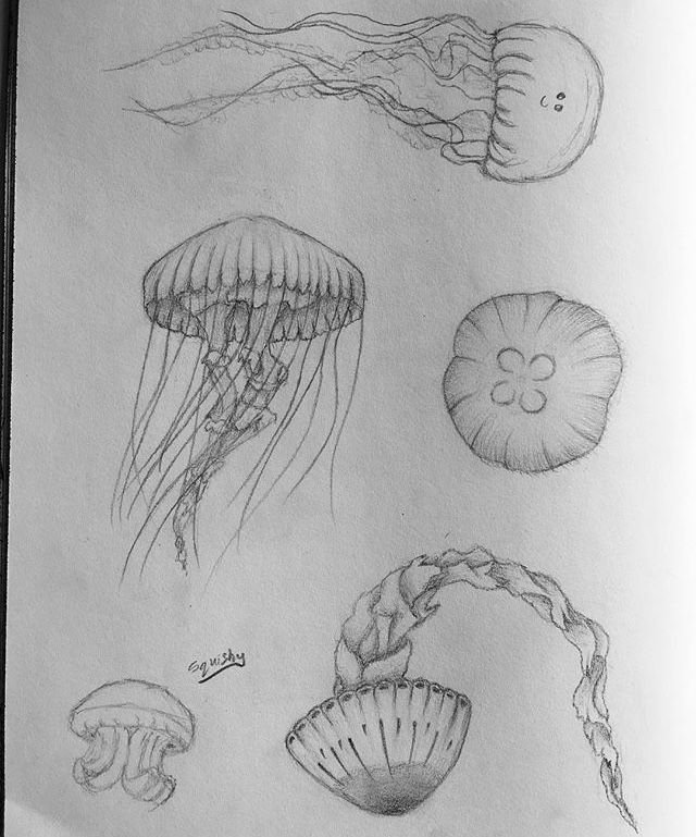 Jellyfish Sketches