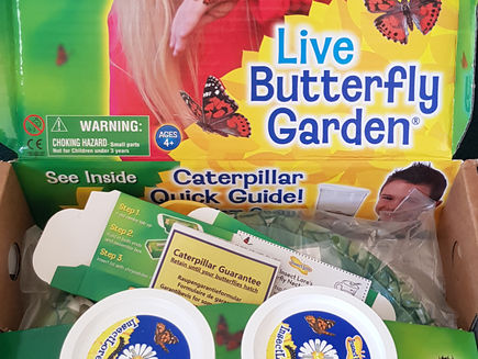 Caterpillars have arrived