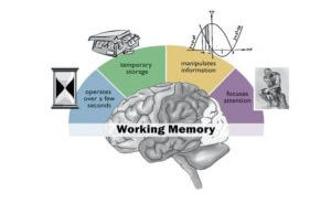 Working Memory Activities for Children