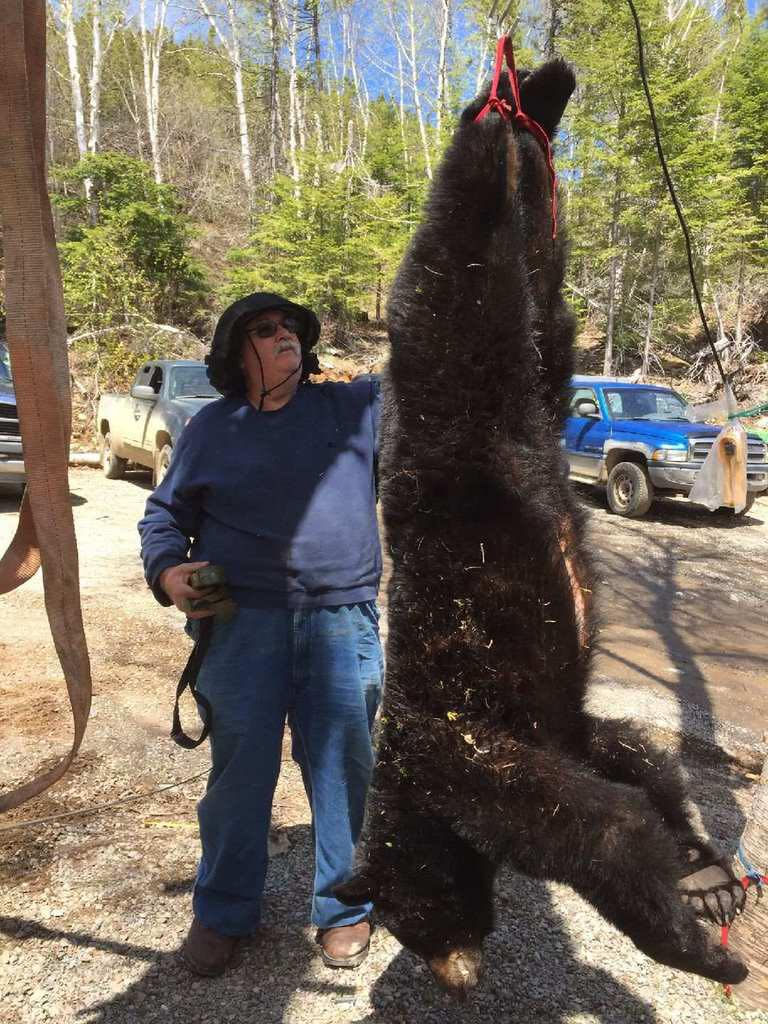 Black Bear Hunting