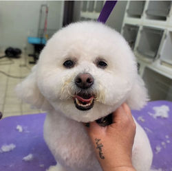 Danielle's Grooming