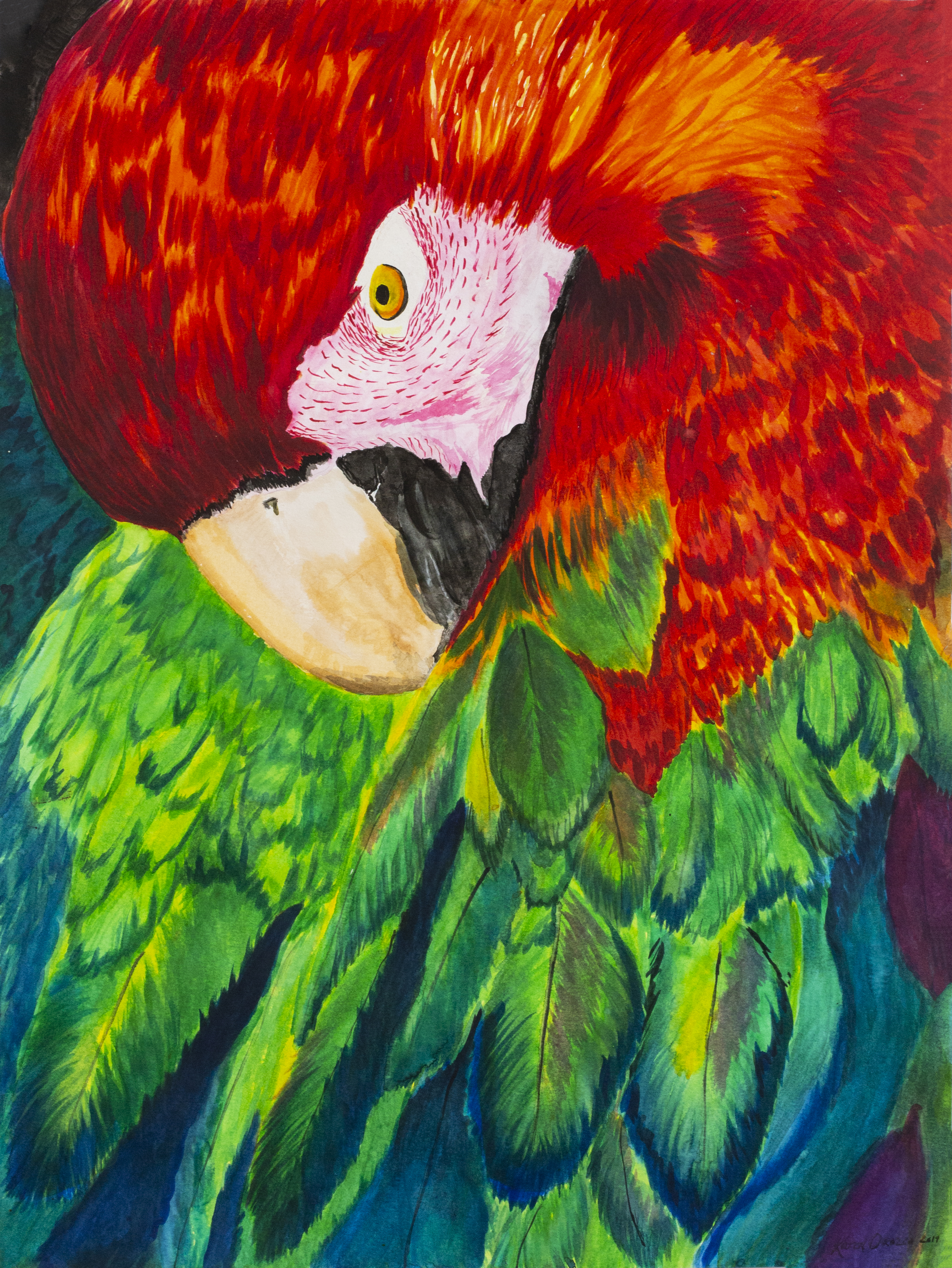 Macaw