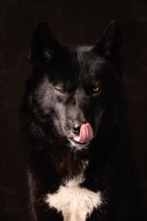 Magestic Black Wolfdog, portrait, artistic pet portraits, KO Photography TN