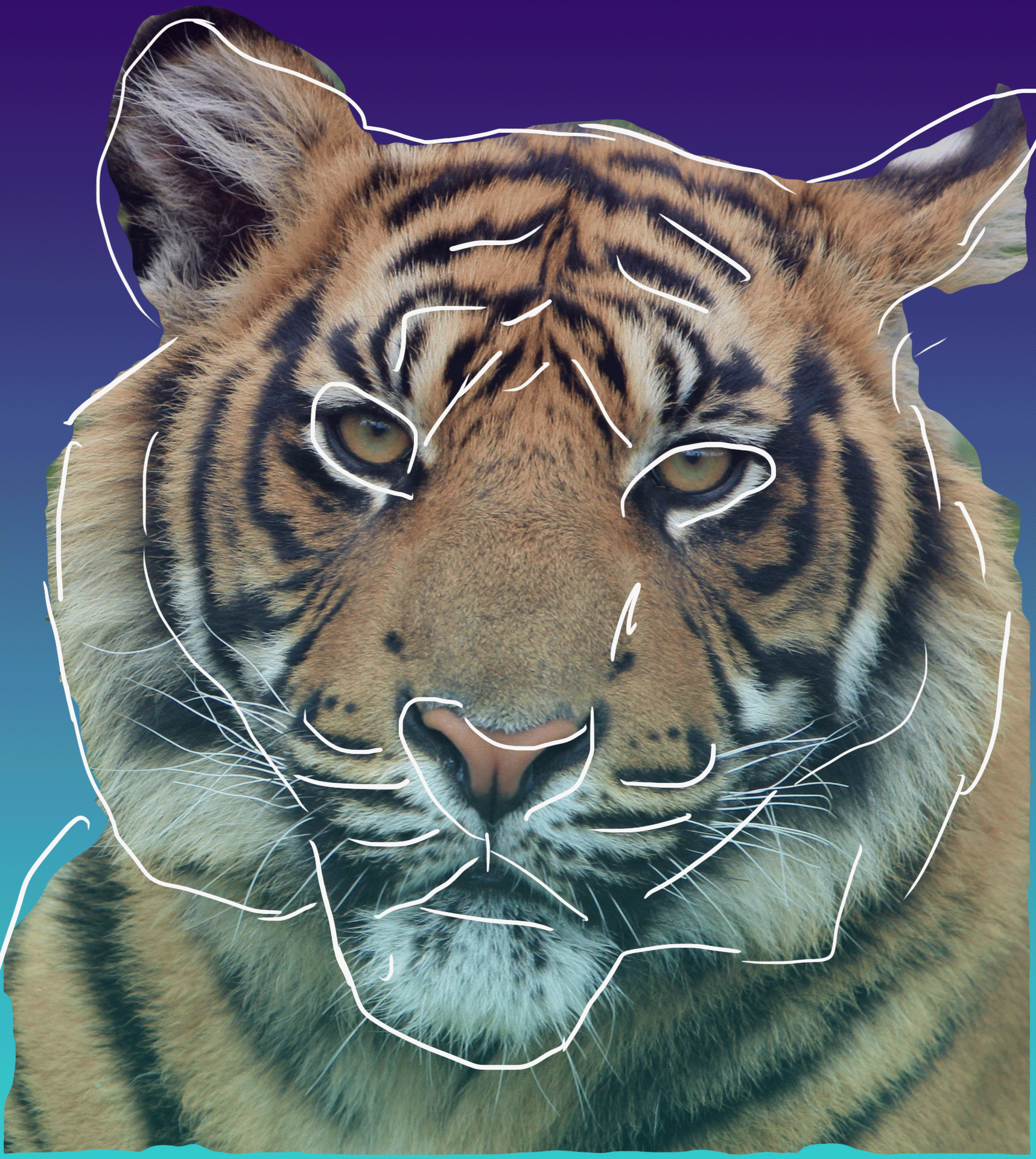 tiger.gif
