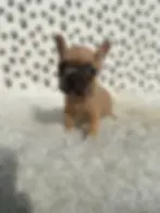 blue fawn french bulldog florida