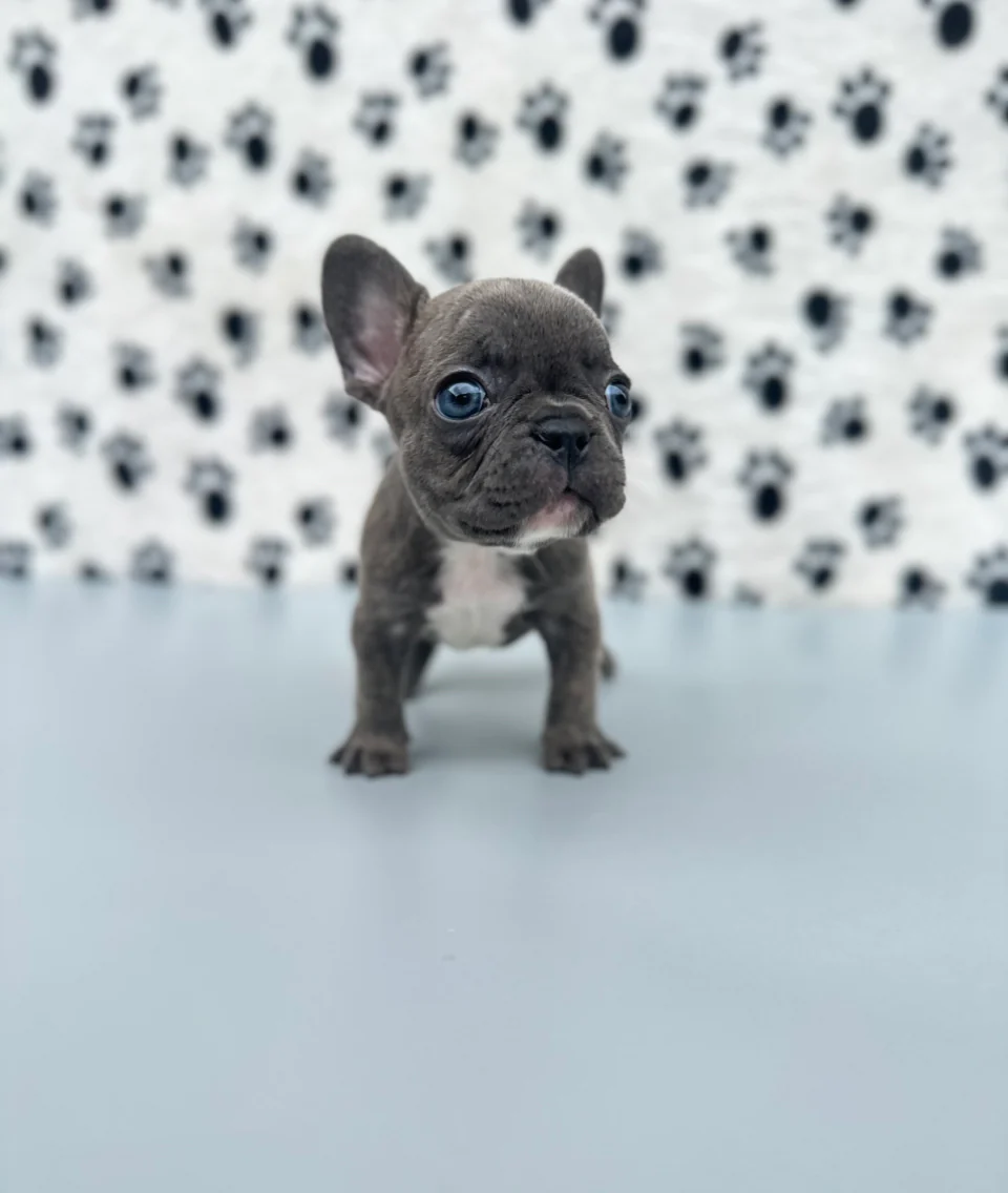 blue brindle french bulldog