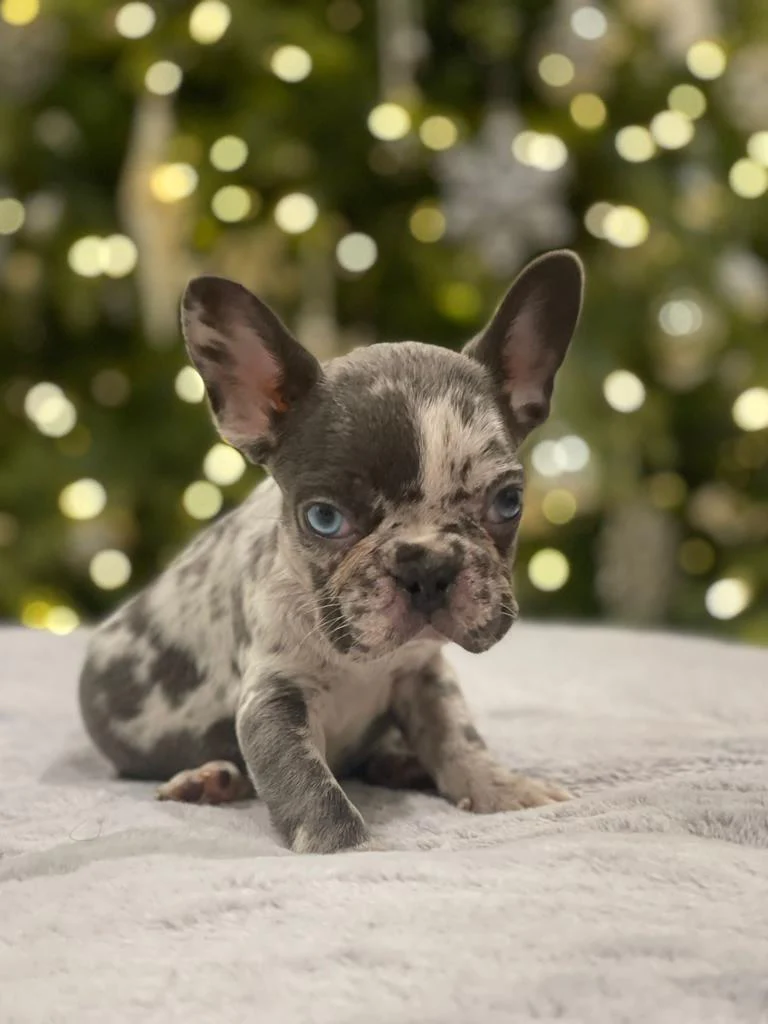 Blue merle bulldog clearance breeders
