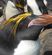 macaroni penguin Kerguelen Is. C A Bost.JPG