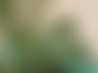 Why Wormwood Was Historically Linked to Absinthe & Bans