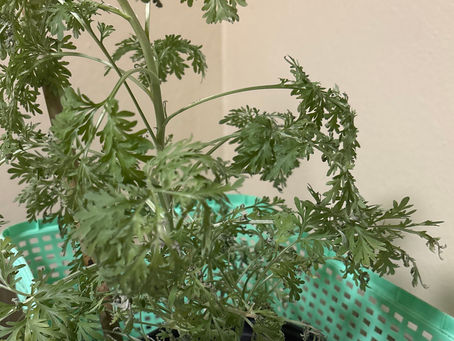 Why Wormwood Was Historically Linked to Absinthe & Bans