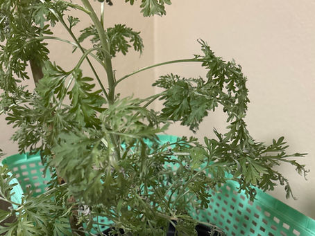 Pest sucked plant dry