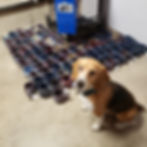The Beagle and Alchemist