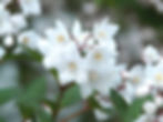 may-flower-bush-7235_1920_edited.jpg