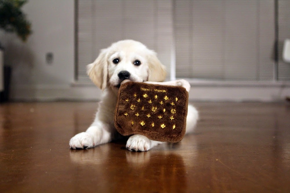 dog with stuffed louis vuitton novelty toy purse