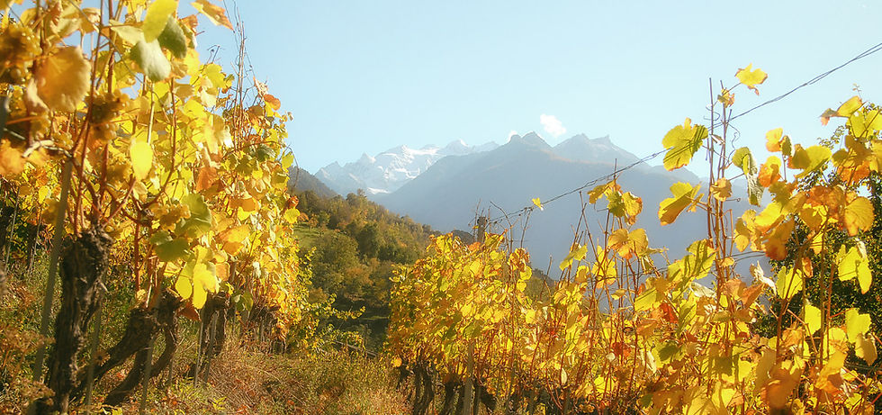 header_weinbau.jpg