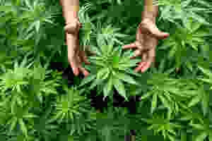 Source: North Carolina Industrial Hemp Association