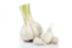 KNOBLAUCH