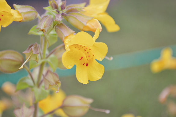 mimulus-267398_1920.jpg