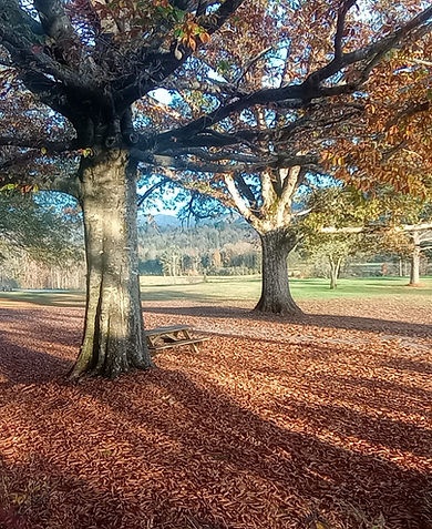 Seasonal Images on the Great Lawn