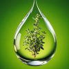 Thumbnail: Thyme is noted for its antiviral and antiseptic properties. It is a wonderful organic oil for room diffuser to ward off colds