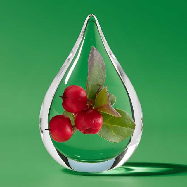 Thumbnail: Wintergreen (Gaulteria Fragrantissima) is extensively used in pain relieving formulas.