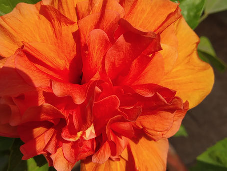 Symbols in Nature The White Hibiscuses Painting Story