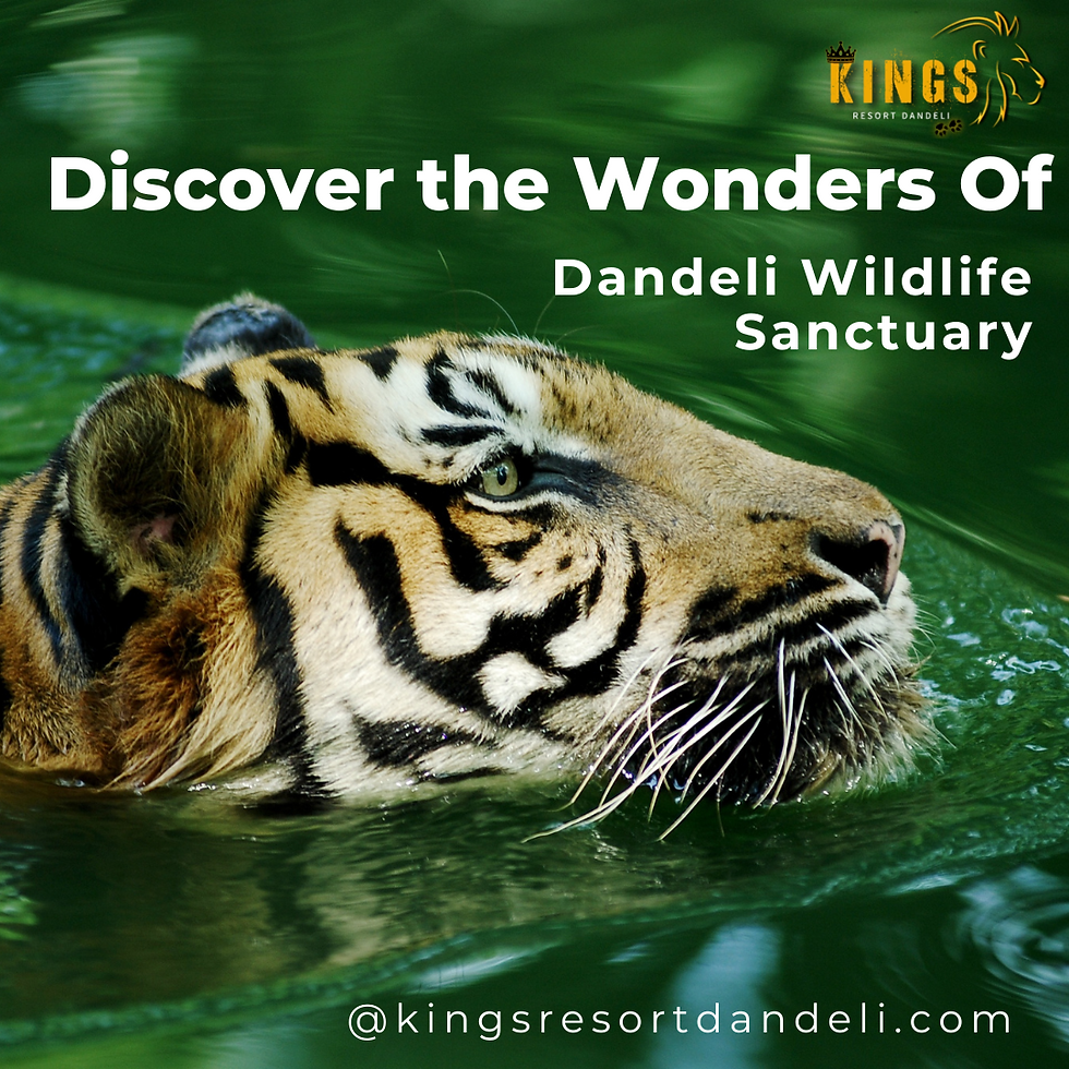 Kings Resort Dandeli invites you to escape the hustle and bustle of city life and immerse yourself in the peace and natural beauty of Dandeli with luxurious accommodations, exciting tours and personalized experiences.