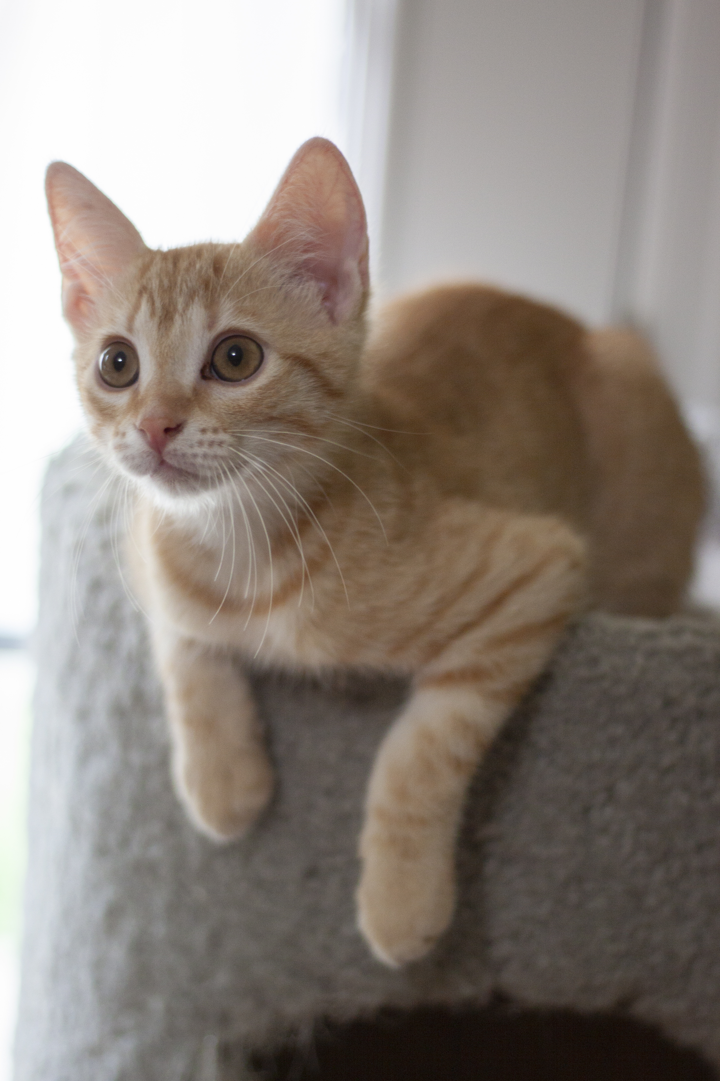 Emmett