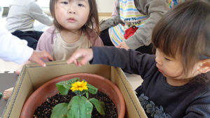 冬にひまわりが咲きました!(12/18)