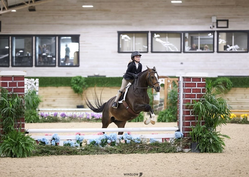 Farnley Secret | 2011 Welsh Mare