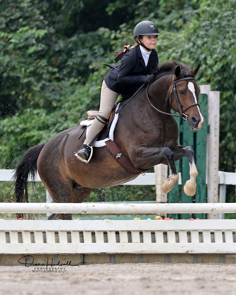 Farnley Secret | 2011 Welsh Mare