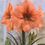 Thumbnail: Amaryllis