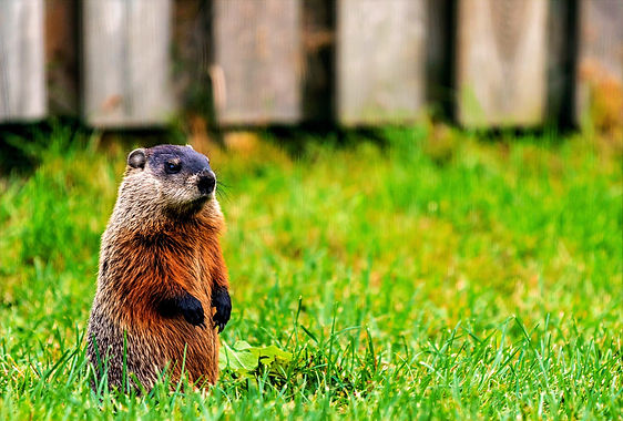 groundhog - williamstown, nj - groundhog removal