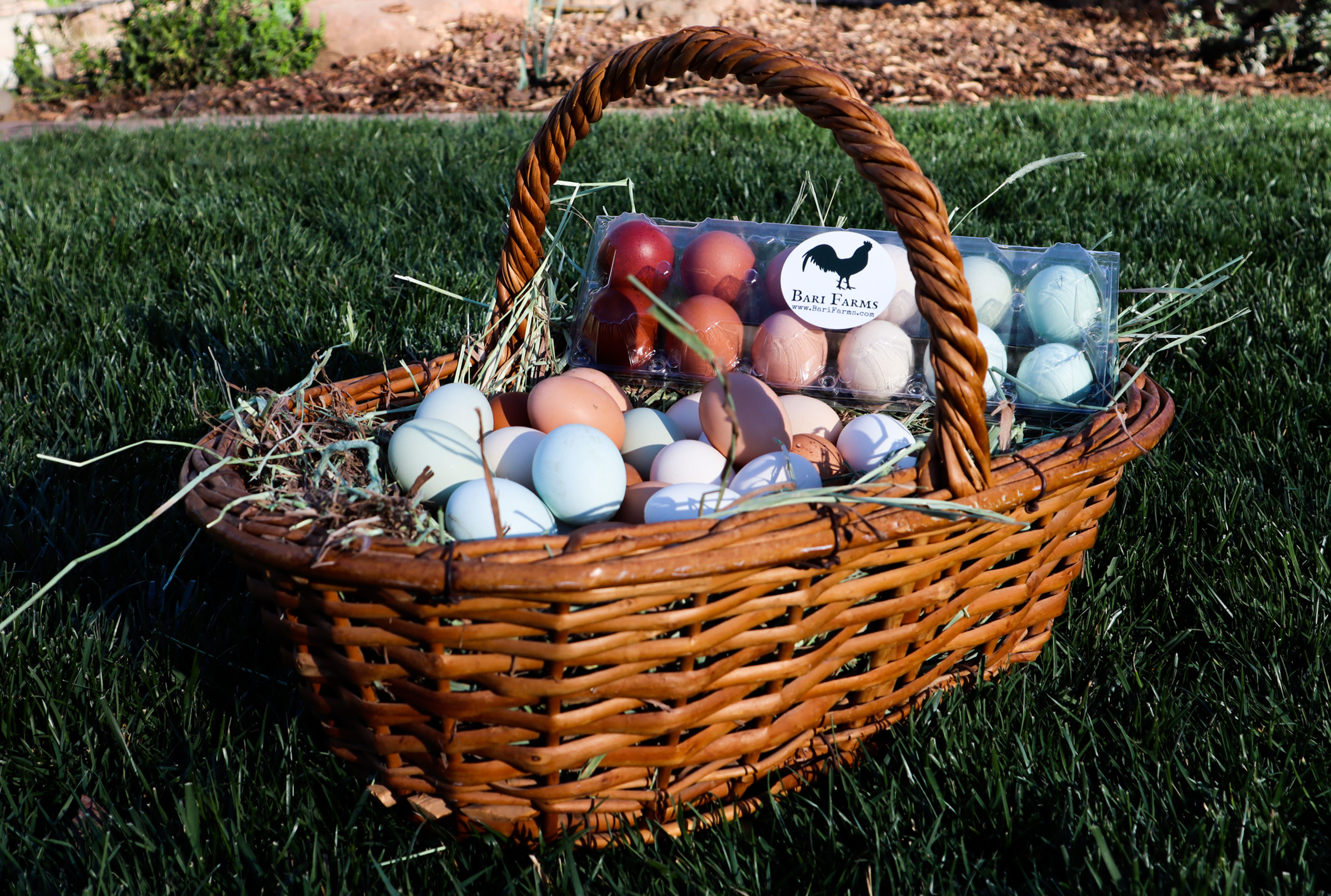 Assorted Dozen Hatching Eggs