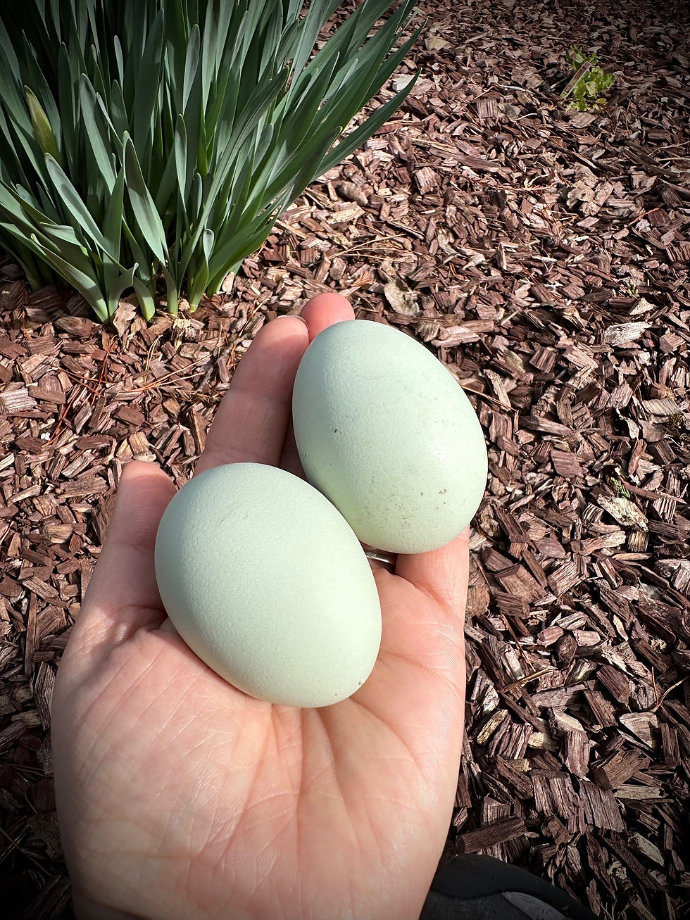 Thumbnail: Cream Legbar 6 Hatching Eggs