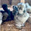 Thumbnail: Blue & Blue Splash Silkie Chick for Sale | NPIP Breeder | Bari Farms